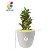 گیاه طبیعی کروتون بزرگ مدل GN13-7L