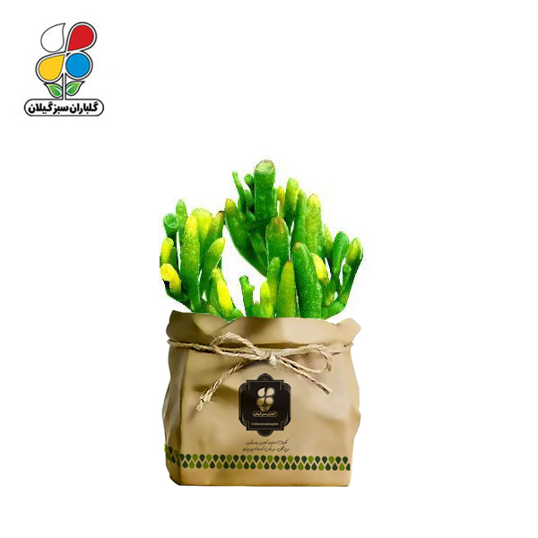 گیاه طبیعی کاکتوس نعل اسبی گلباران سبز گیلان مدل GN13-45K 