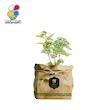 گیاه طبیعی گل سنگ گلباران سبز گیلان مدل GN13-29S