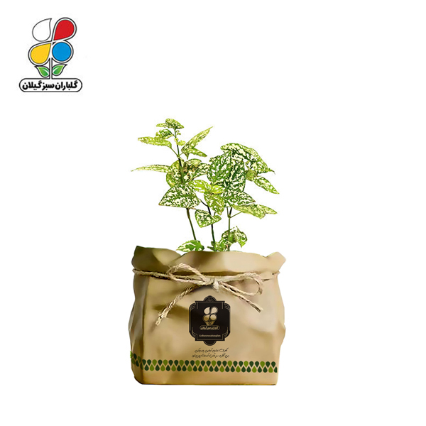 گیاه طبیعی گل سنگ گلباران سبز گیلان مدل GN13-29S
