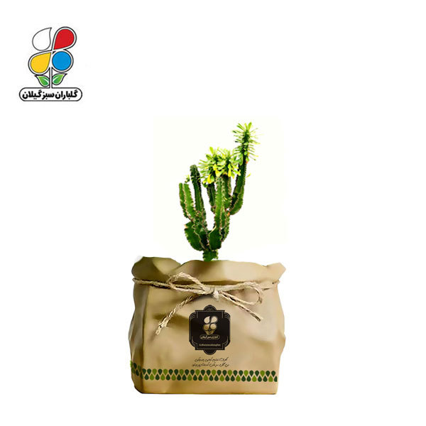 گیاه طبیعی افوربیا سبز چند شاخه گلباران سبز گیلان مدل GN12-37K