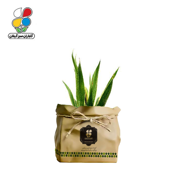 گیاه طبیعی سانسوریا لب طلایی گلباران سبز گیلان مدل GN13-38K