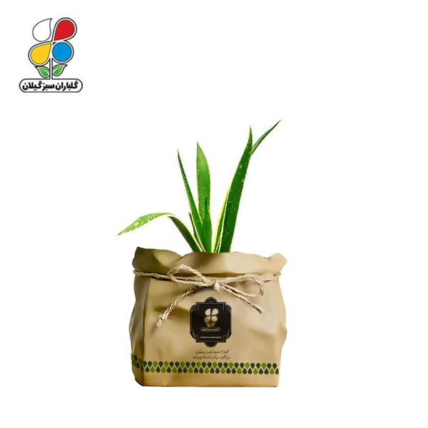 گیاه طبیعی سانسوریا ابلق گلباران سبز گیلان مدل GN13-48K