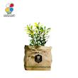 گیاه طبیعی مرجان هلندی گلباران سبز گیلان مدل GN12-32K 