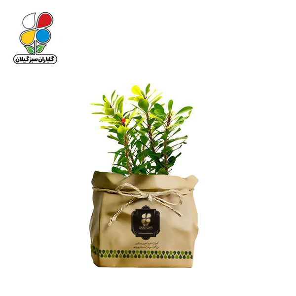 گیاه طبیعی مرجان هلندی گلباران سبز گیلان مدل GN12-32K 
