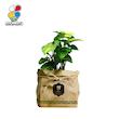 گیاه طبیعی سینگونیوم گلباران سبز گیلان مدل GN13-30K