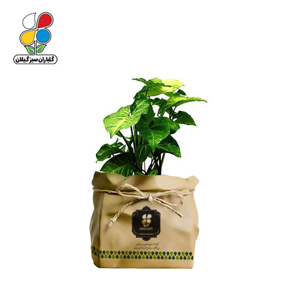 گیاه طبیعی سینگونیوم گلباران سبز گیلان مدل GN13-30K