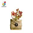 گیاه طبیعی حسن یوسف گلباران سبز گیلان مدل GN13-29K