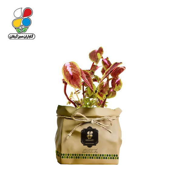 گیاه طبیعی حسن یوسف گلباران سبز گیلان مدل GN13-29K