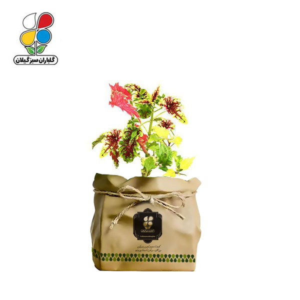 گیاه طبیعی حسن یوسف ابلق گلباران سبز گیلان مدل GN13-29AK