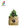 گیاه طبیعی کاج تویا آمریکایی گلباران سبز گیلان مدل GN13-49K