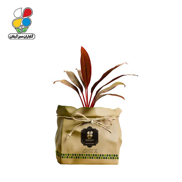 گیاه طبیعی آگلونما قرمز گلباران سبز گیلان مدل GN12-26GK