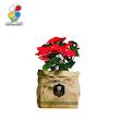 گیاه طبیعی بنت قنسول گلباران سبز گیلان مدل GN12-23K