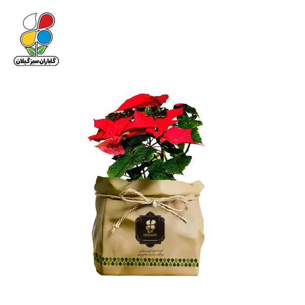 گیاه طبیعی بنت قنسول گلباران سبز گیلان مدل GN12-23K