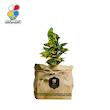 گیاه طبیعی کروتون گلباران سبز گیلان مدل GN13-7K