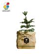 گیاه طبیعی کاج مطبق گلباران سبز گیلان مدل GN13-10K