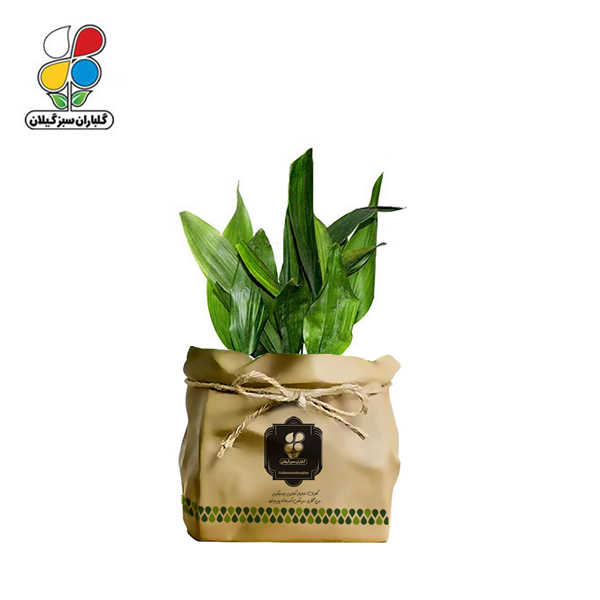 گیاه طبیعی عبایی گلباران سبز گیلان مدل GN12-6K