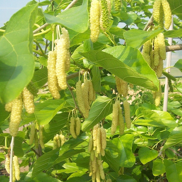 نهال توت موزی