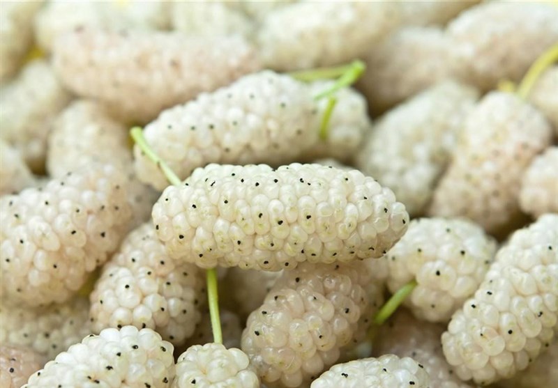 نهال توت سفید