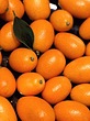 نهال کامکوات