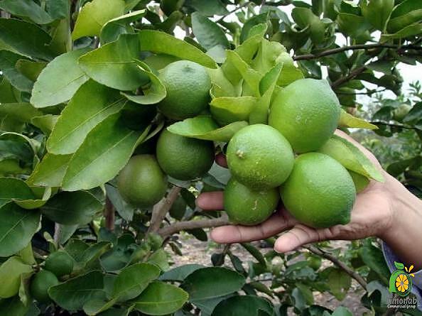 لیموترش خوشه‌ای