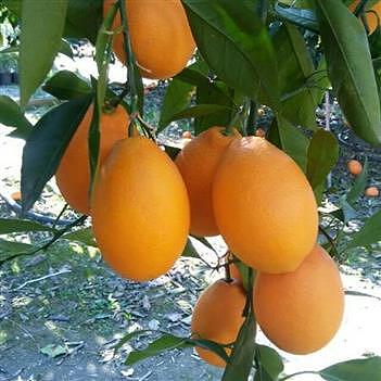 نهال خونی موزی