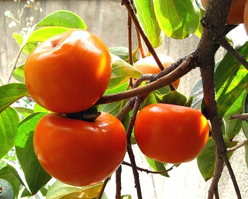 نهال خرمالو گوجه‌ای