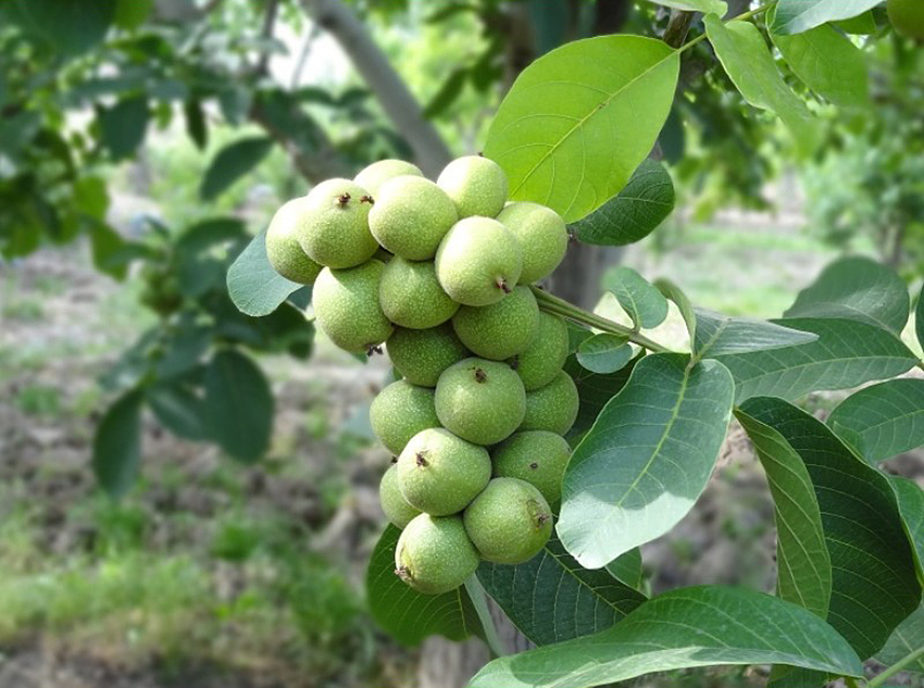 نهال گردو پاکوتاه خوشه ای