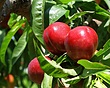 نهال شلیل حسن پوری