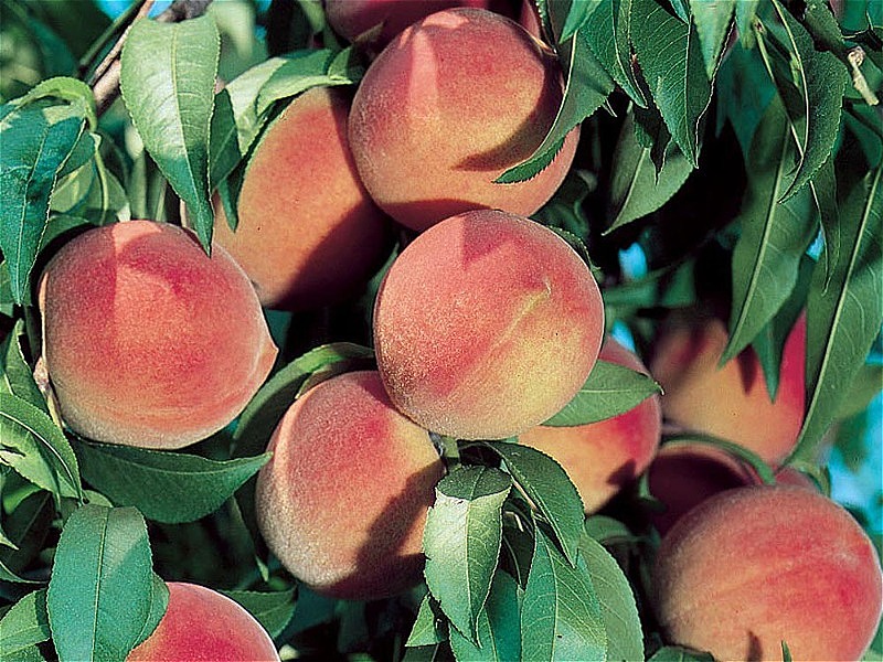 نهال هلو داوودی