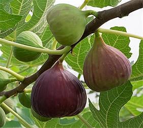 نهال انجیر ژاپنی