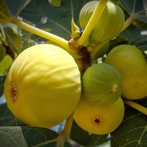 نهال انجیر سفید