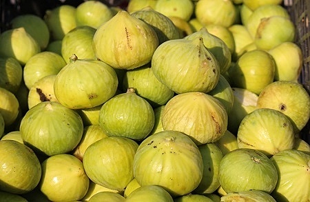 نهال انجیر گلوگاه