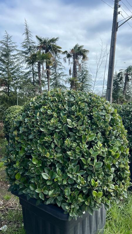 یاس هلندی گرد