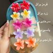 پلومریا مینی 