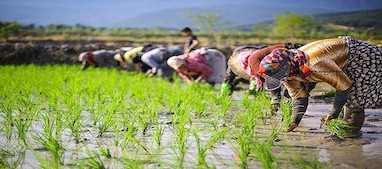 مراحل کاشت برنج در شالیزار
