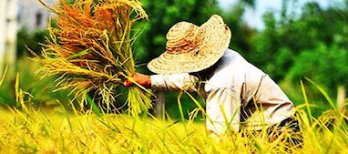 نحوه برداشت برنج از شالیزار