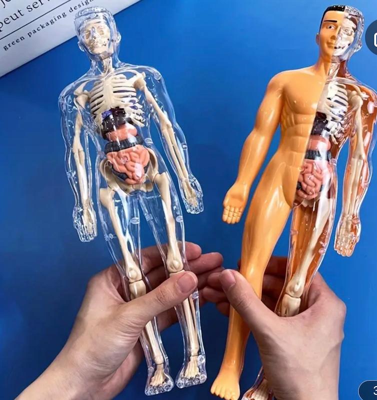 ۱ مجموعه مدل اسکلت اندام انسان(Hed-25.44-TM)