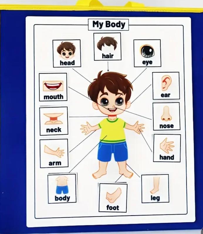 ابزار آموزشی قطعات بدن نمدی با رنگ‌های ترکیبی هوجوجو(Hed-30.97-TM)