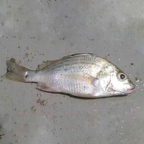 ماهی سنگسر پاک شده
