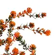 آویز قاصدک رنگی