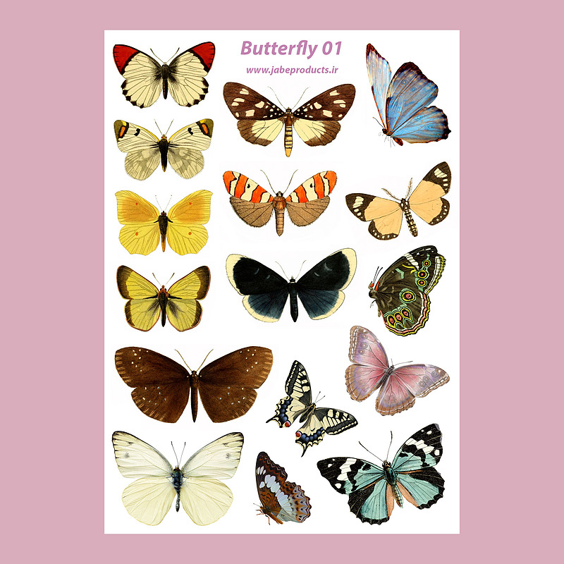پک برچسب butterfly 1