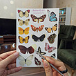 پک برچسب butterfly 1