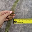 روبان حریر سدری 2.5 سانت (۴۵ متری)