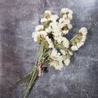  گل خشک سفید-02