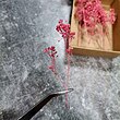  گل خشک تزئینی جعبه ای