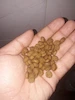 غذای سگ بالغ نژاد کوچک فیدار ۸ کیلو