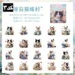 🐈🐈‍⬛ استیکرباکس cute cats