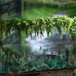 🌳چسب واشی Dream forest