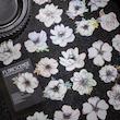 🌸 پک استیکر Flower Scence 🌸